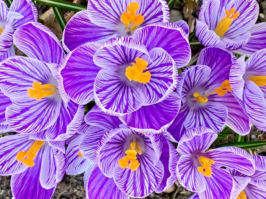 IMG_3145.jpg?type=w966