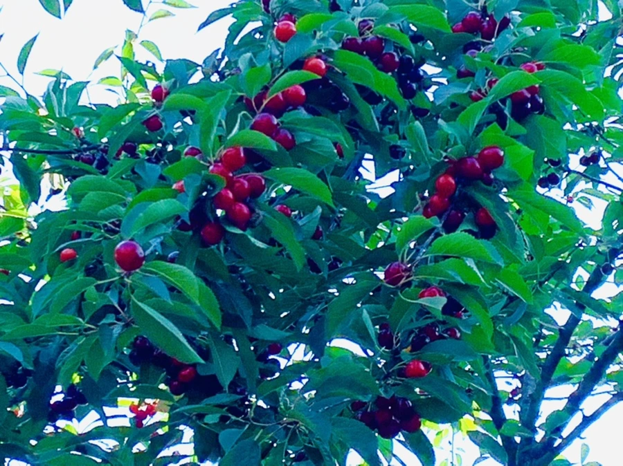 IMG_2124.jpg?type=w966