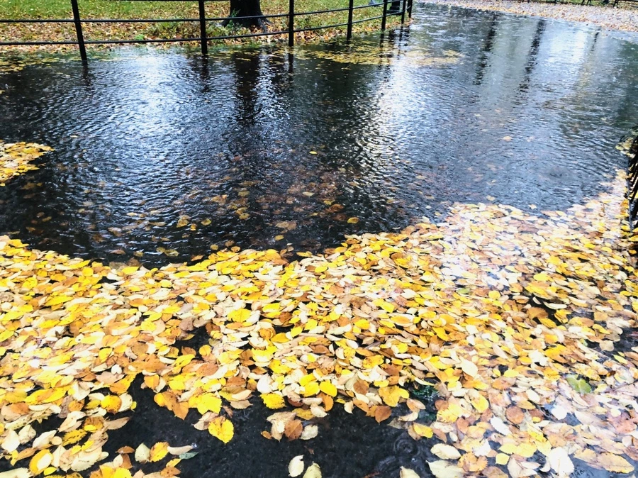 IMG_3130.jpg?type=w966