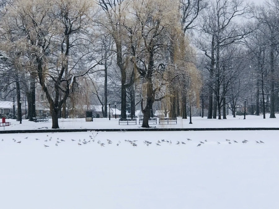 IMG_4253.jpg?type=w966