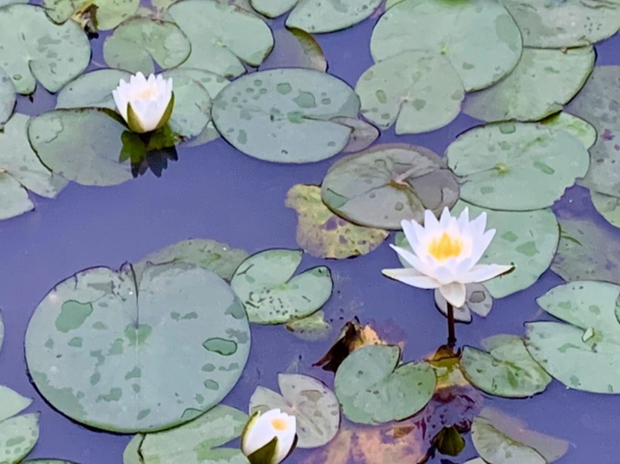 IMG_6912.jpg?type=w966