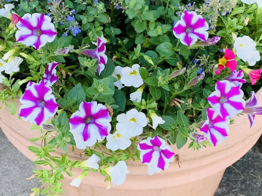 IMG_5306.jpg?type=w966