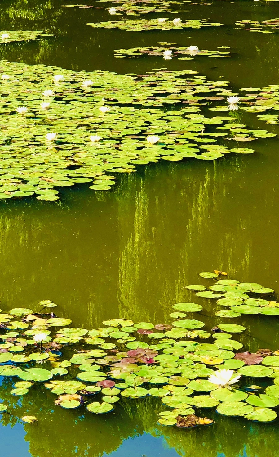 IMG_3962.jpg?type=w966