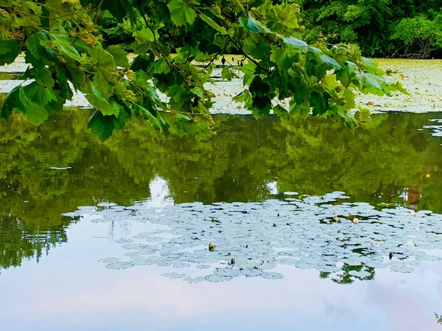 IMG_2976.jpg?type=w966