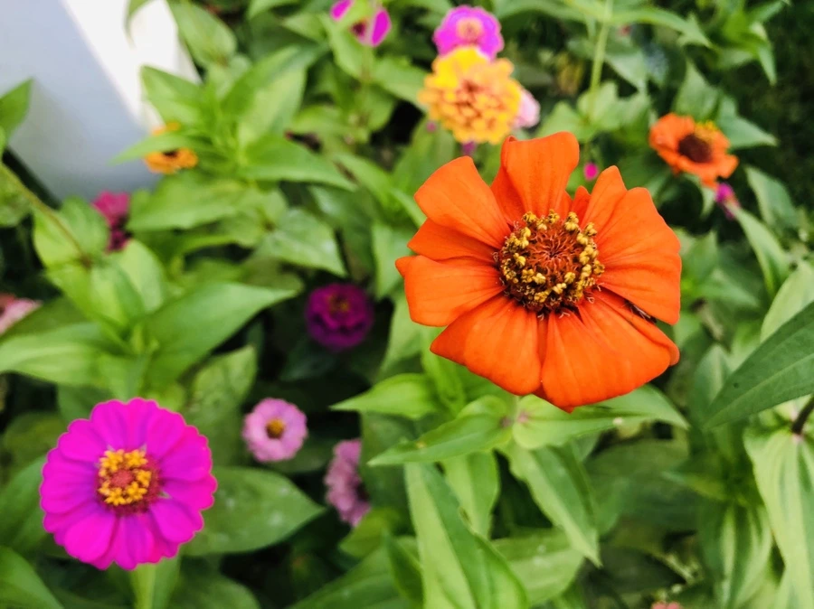 IMG_3628.jpg?type=w966