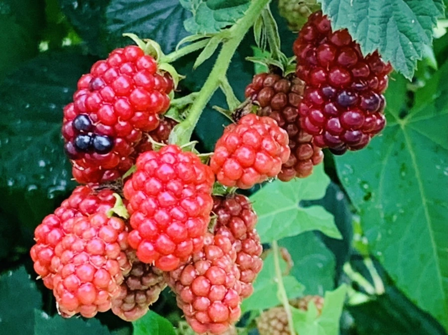 IMG_4494.jpg?type=w966