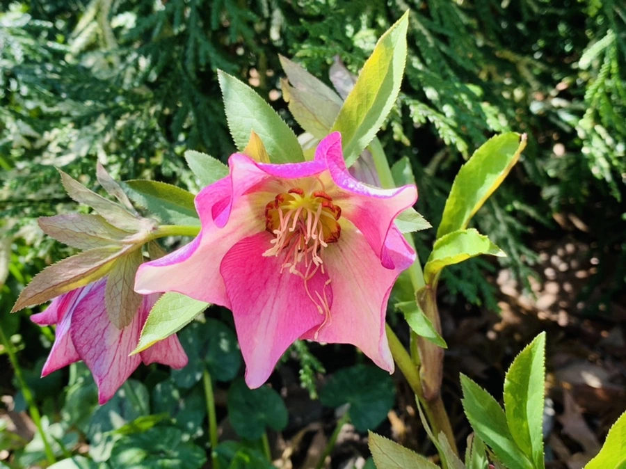 IMG_5754.jpg?type=w966