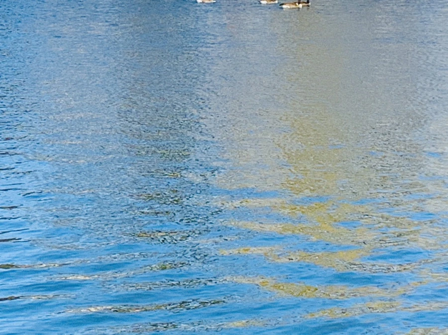 IMG_9920.jpg?type=w966