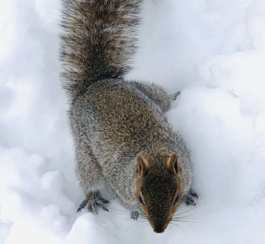 IMG_9244.jpg?type=w966