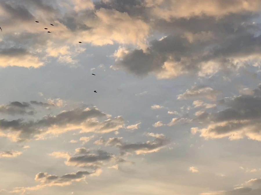 IMG_1718.jpg?type=w966