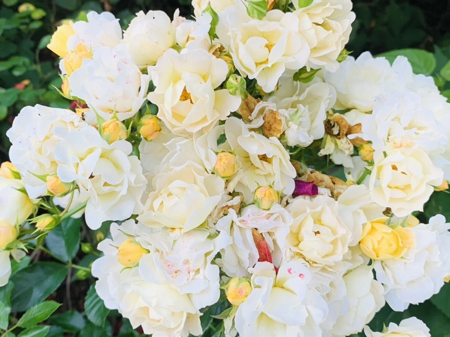 IMG_4777.jpg?type=w966