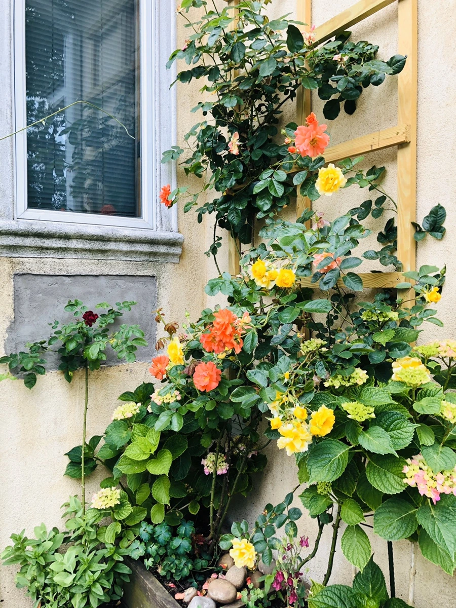 IMG_8883.jpg?type=w966