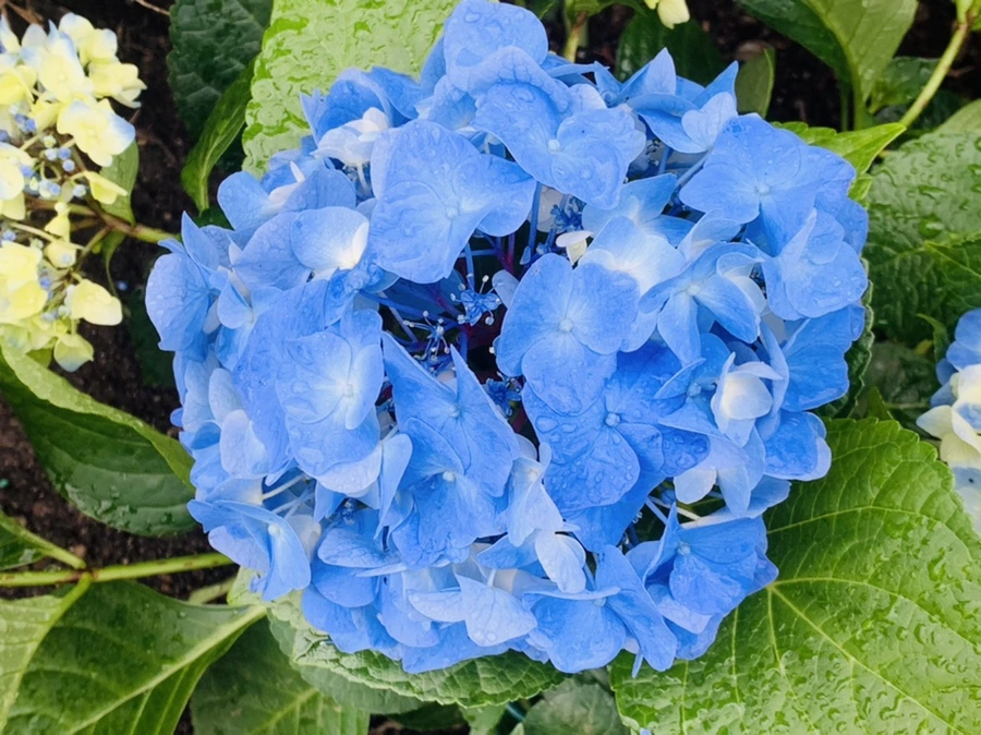 IMG_6291.jpg?type=w966