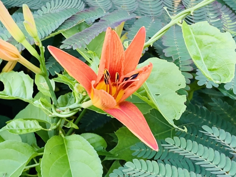 IMG_4852.jpg?type=w966