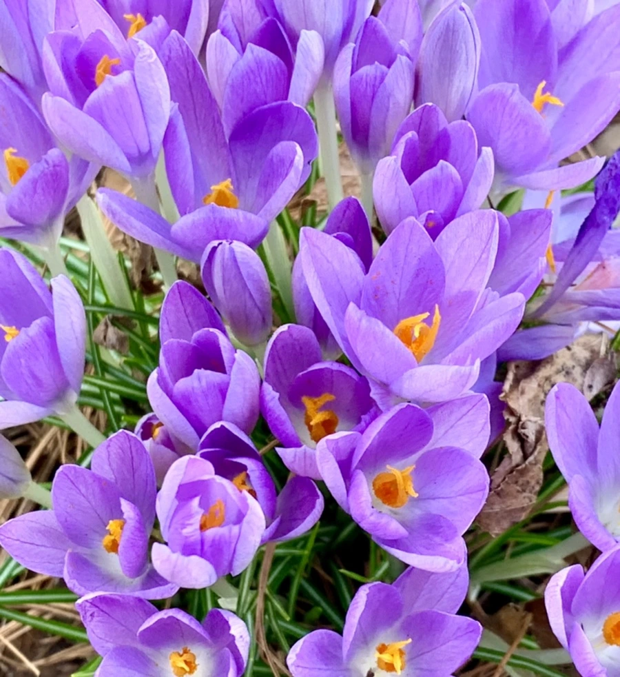 IMG_1262.jpg?type=w966