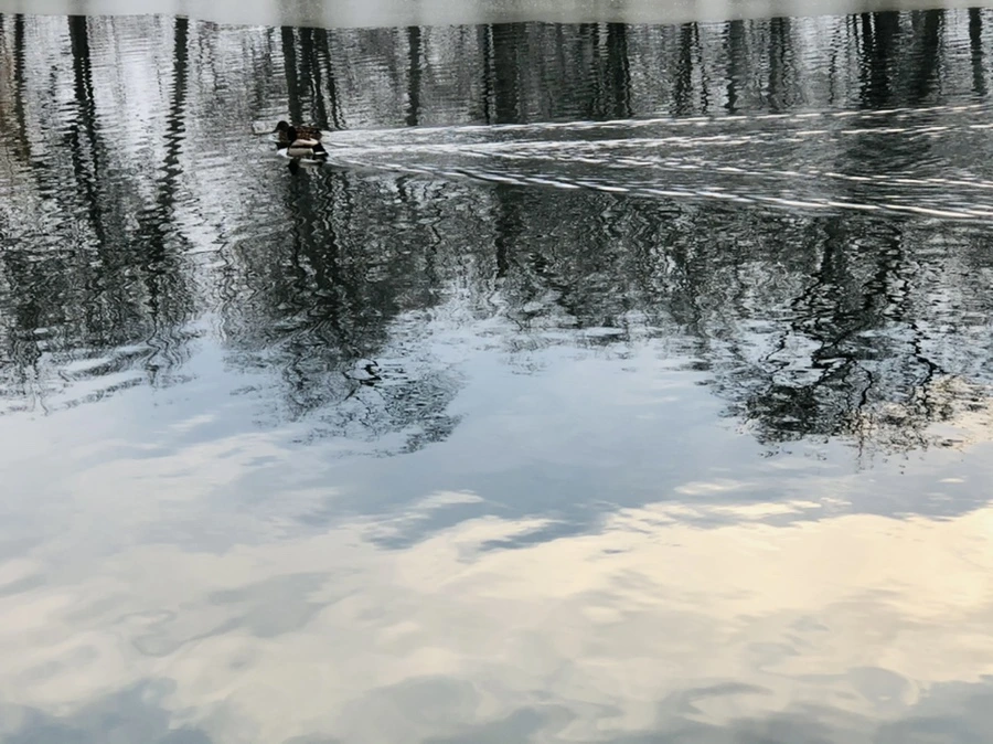 IMG_4526.jpg?type=w966