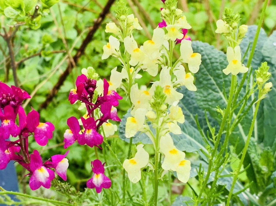 IMG_9835.jpg?type=w966