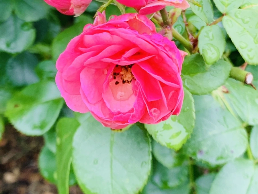 IMG_0989.jpg?type=w966