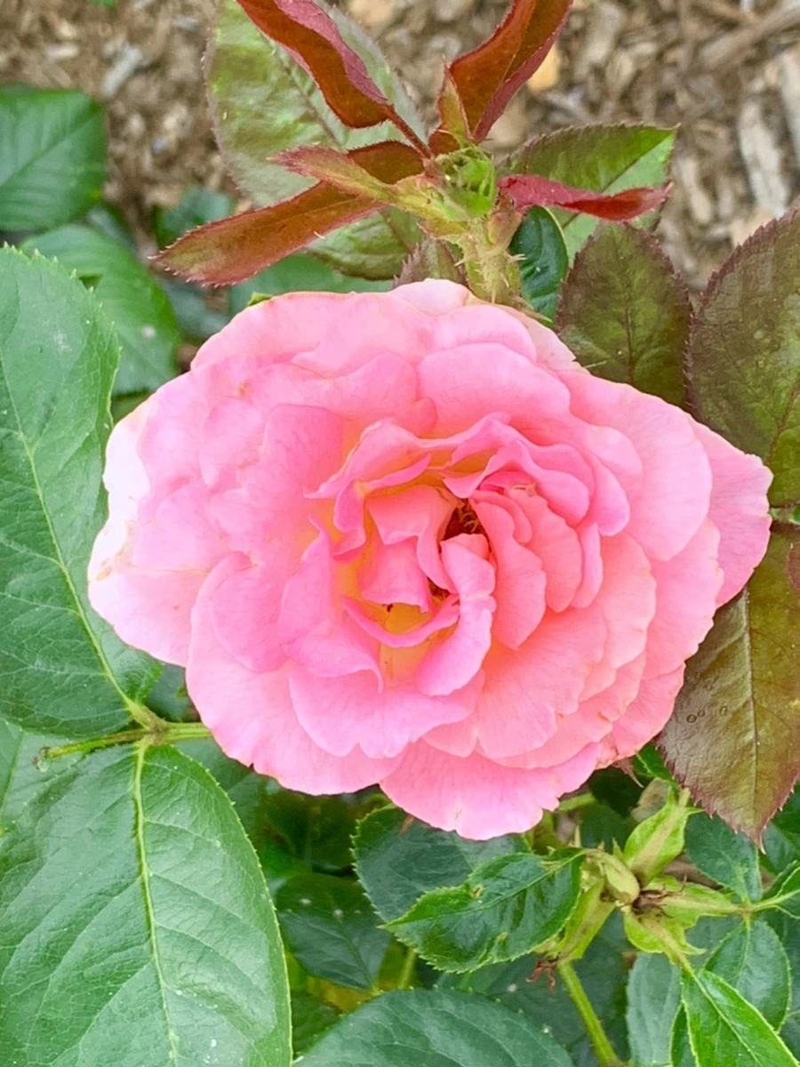 IMG_2689.jpg?type=w966