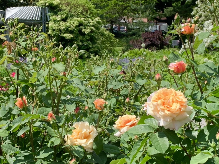 IMG_5876.jpg?type=w966