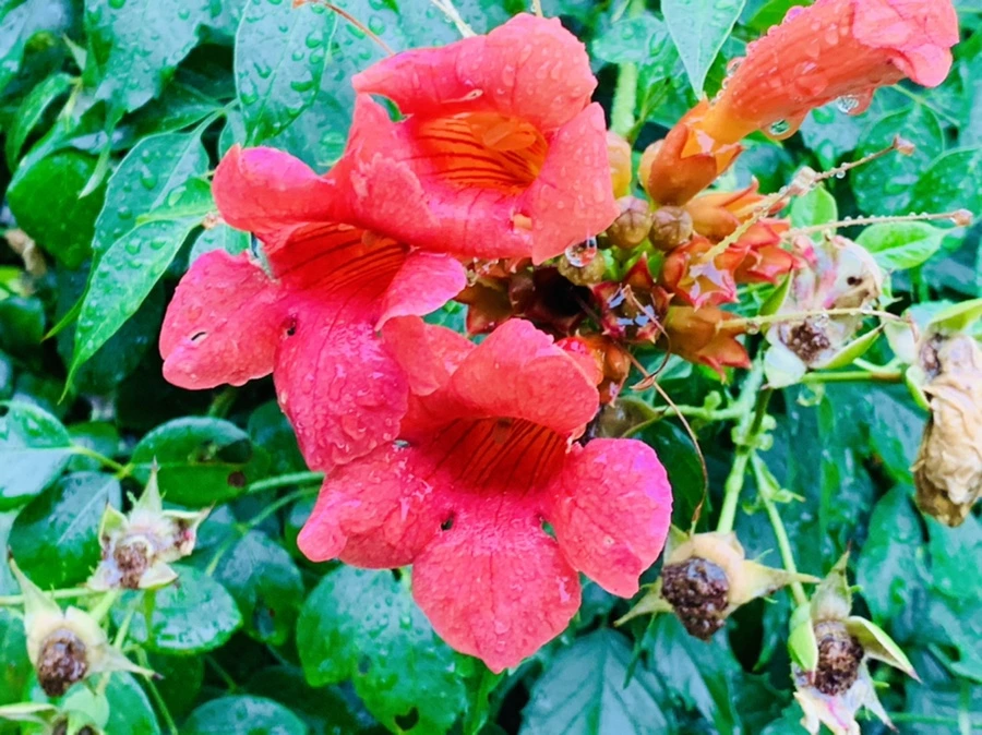 IMG_0152.jpg?type=w966