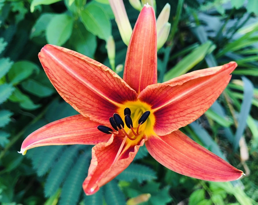 IMG_9612.jpg?type=w966