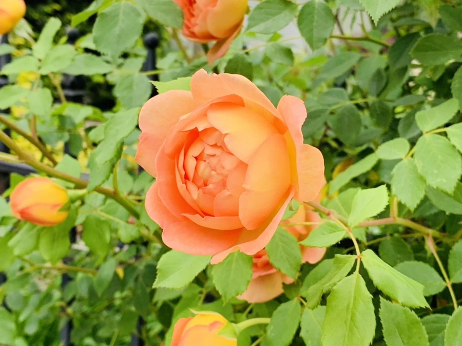 IMG_5288.jpg?type=w966