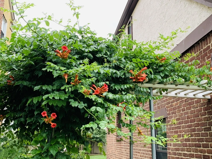 IMG_7524.jpg?type=w966