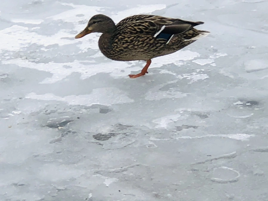 IMG_6285.jpg?type=w966