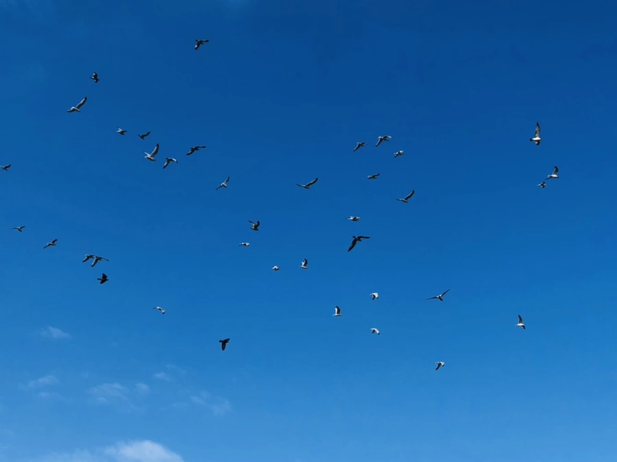 IMG_4724.jpg?type=w966