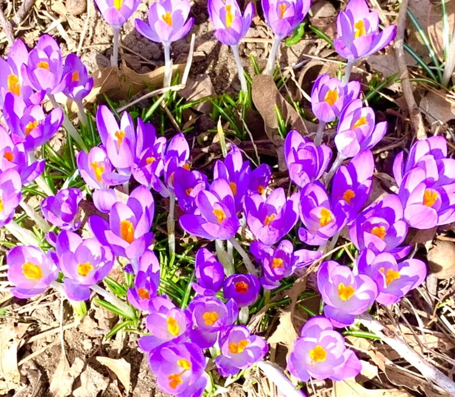 IMG_1224.jpg?type=w966