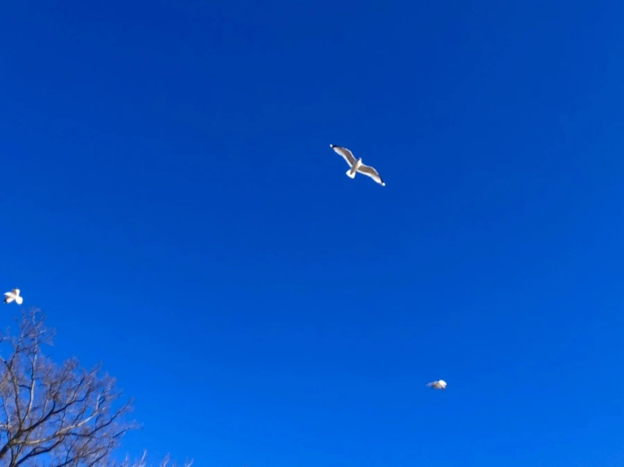 IMG_8035.jpg?type=w966