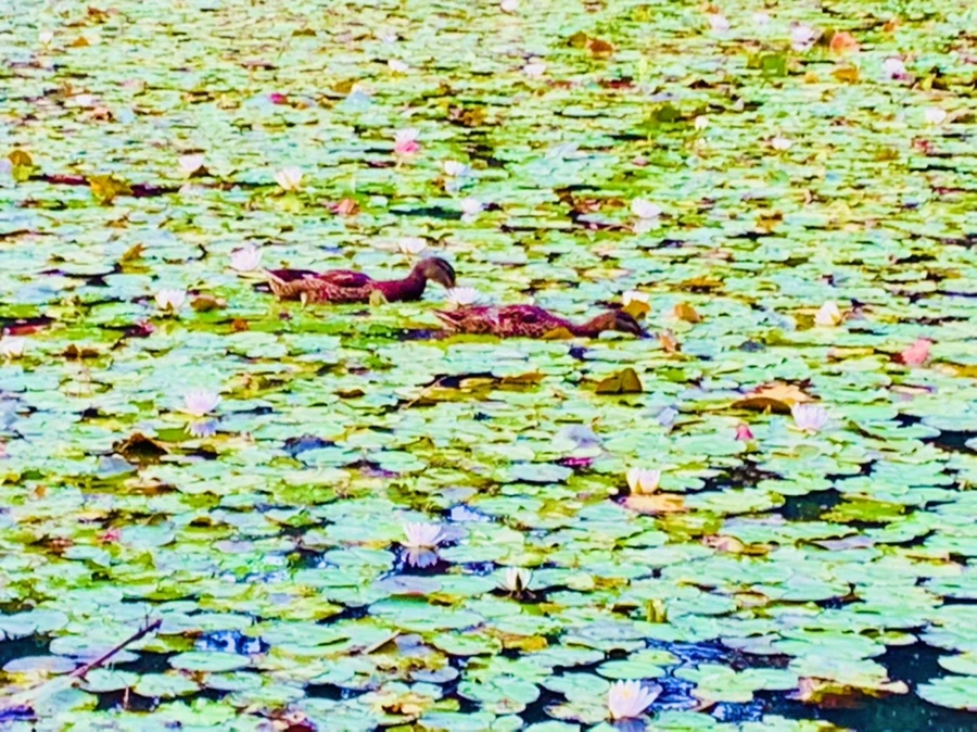 IMG_1850.jpg?type=w966