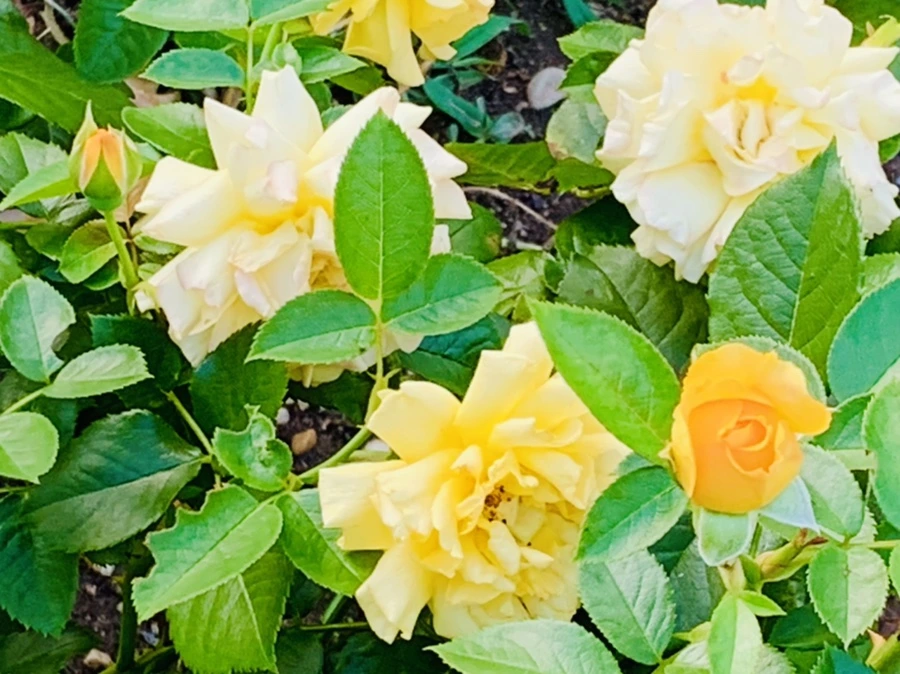 IMG_2933.jpg?type=w966