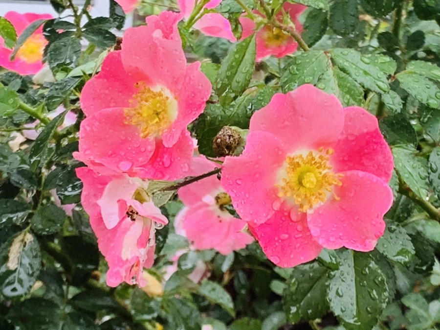 IMG_3851.jpg?type=w966