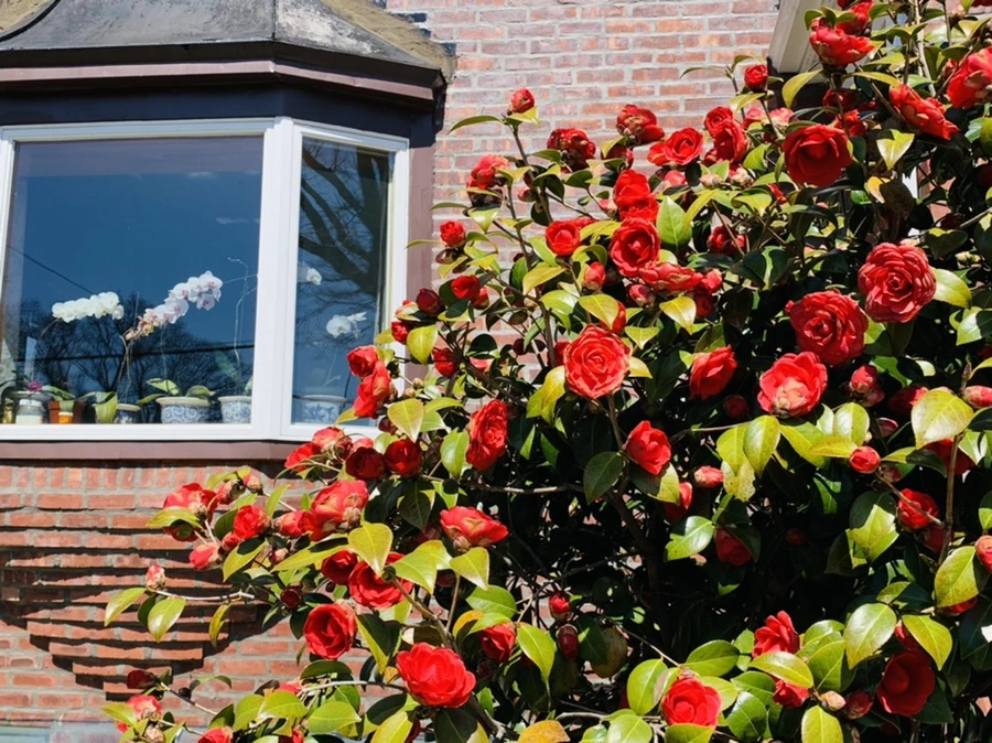 IMG_8138.jpg?type=w966