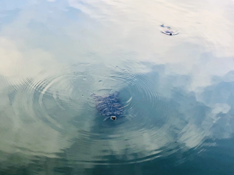 IMG_1647.jpg?type=w966