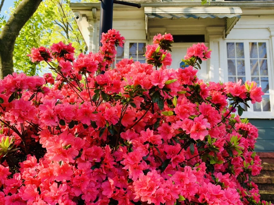 IMG_0380.jpg?type=w966