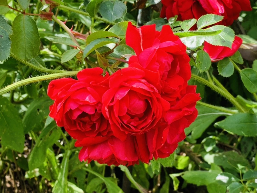 IMG_0563.jpg?type=w966