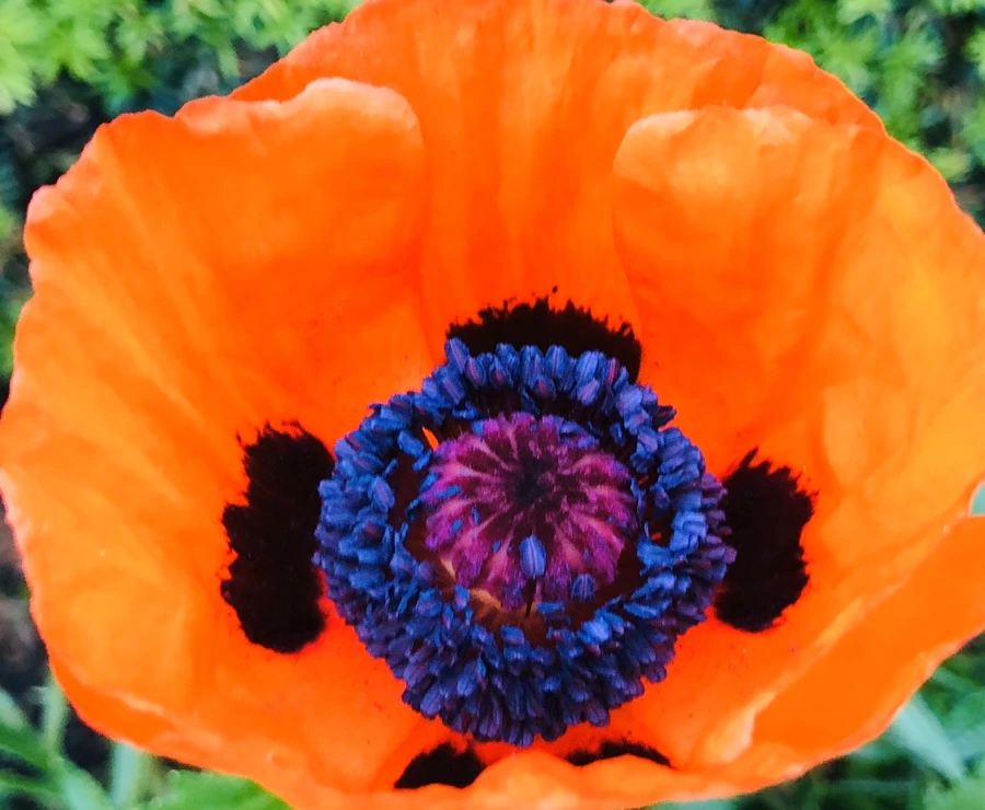 IMG_8371.jpg?type=w966