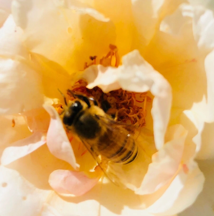 IMG_7832.jpg?type=w966