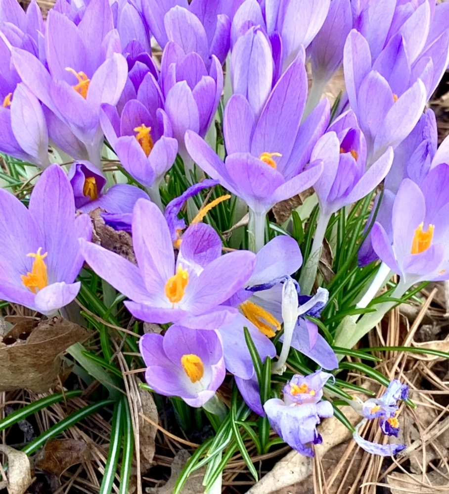 IMG_1255.jpg?type=w966