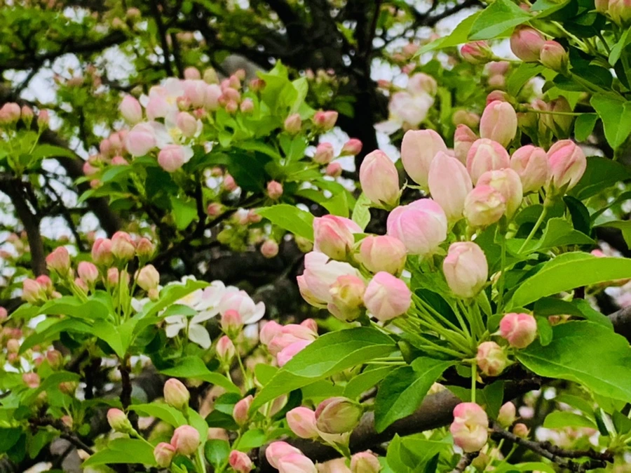 IMG_2068.jpg?type=w966