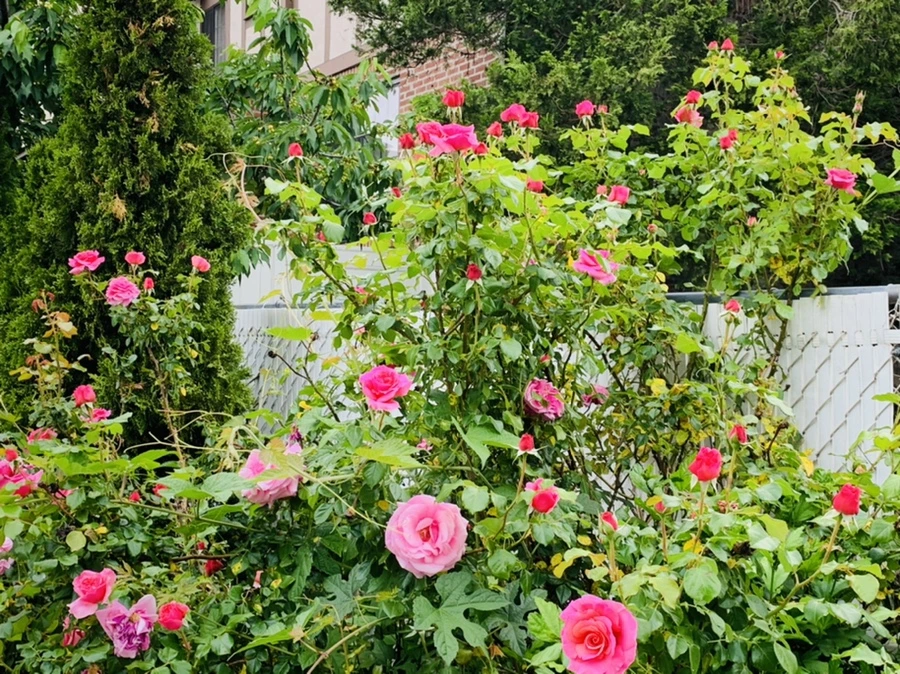 IMG_4865.jpg?type=w966