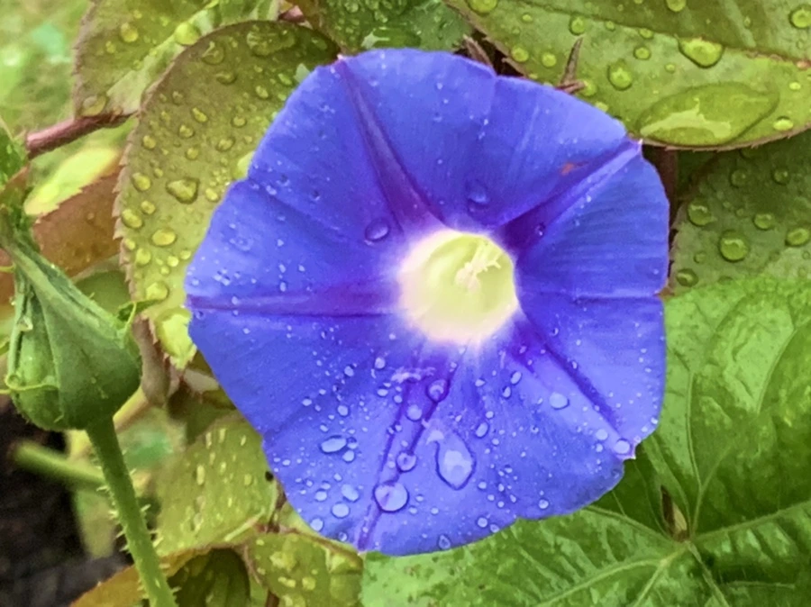 IMG_3675.jpg?type=w966