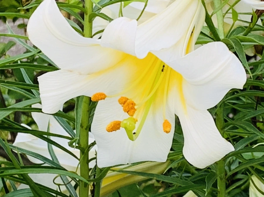 IMG_5639.jpg?type=w966