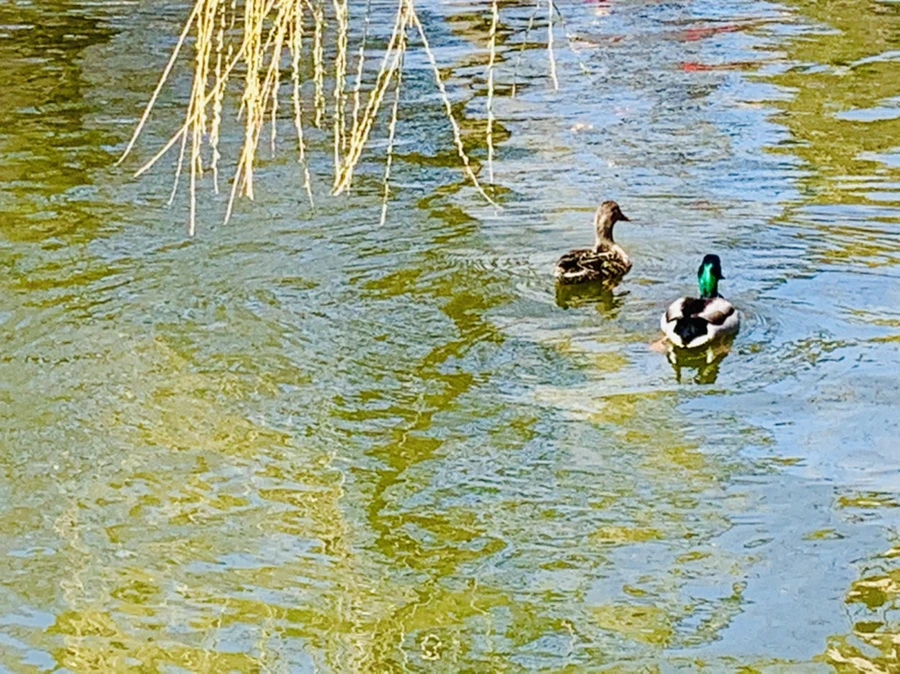 IMG_3101.jpg?type=w966