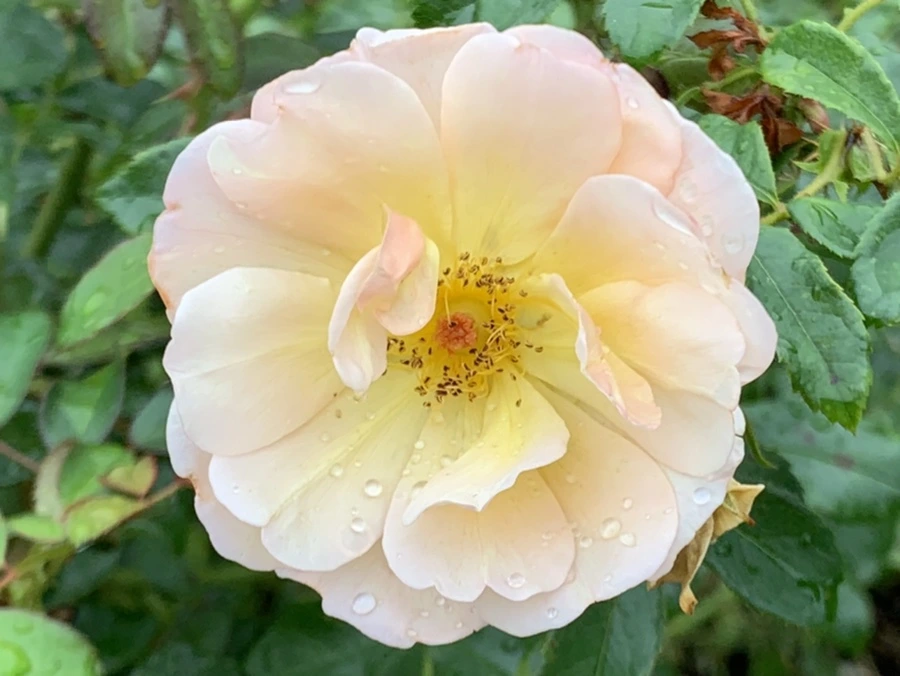 IMG_0933.jpg?type=w966