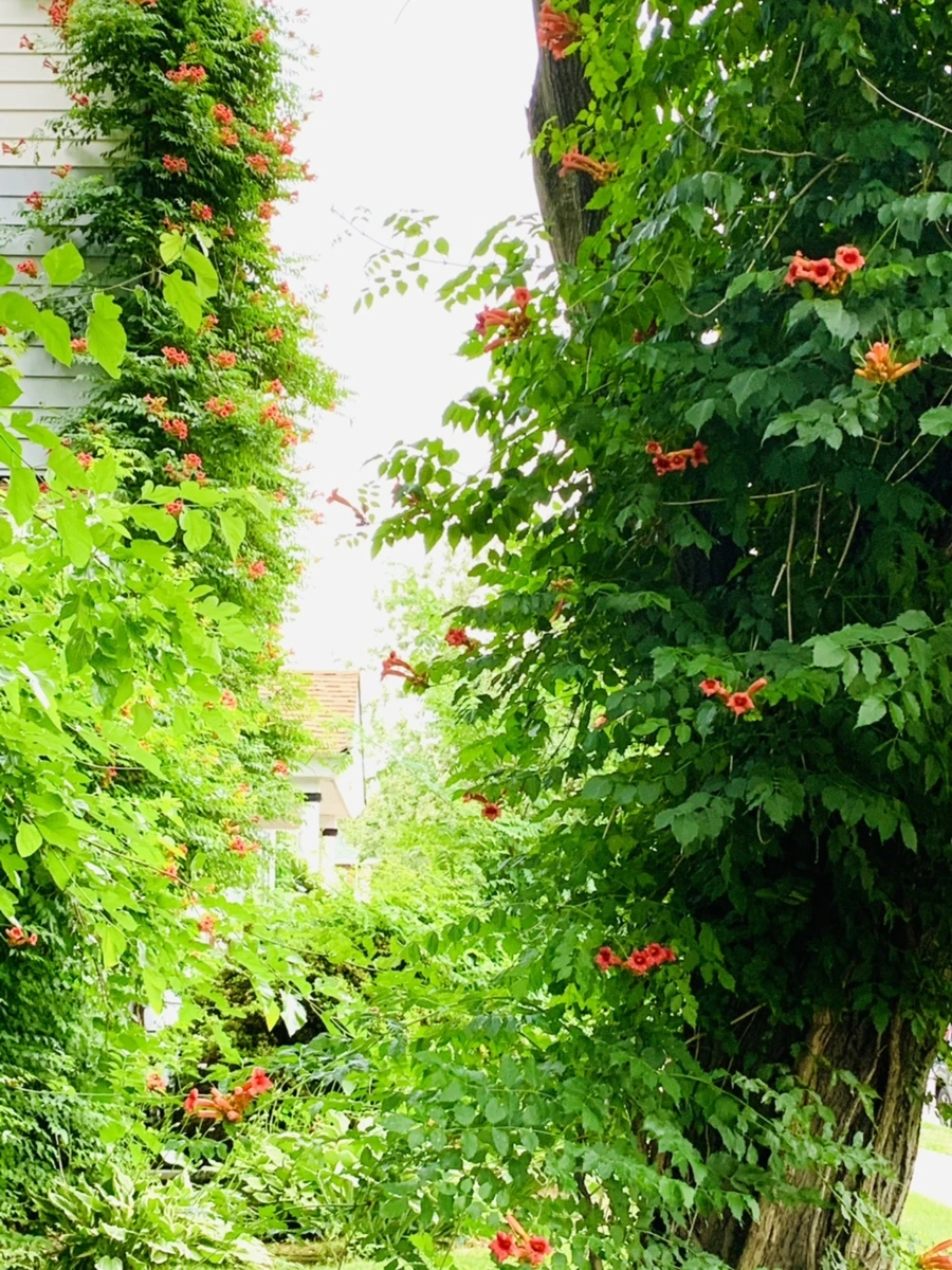 IMG_7445.jpg?type=w966