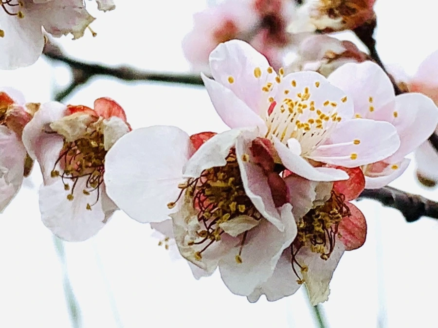 IMG_3657.jpg?type=w966